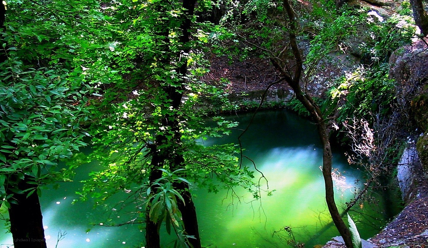green pond in forest