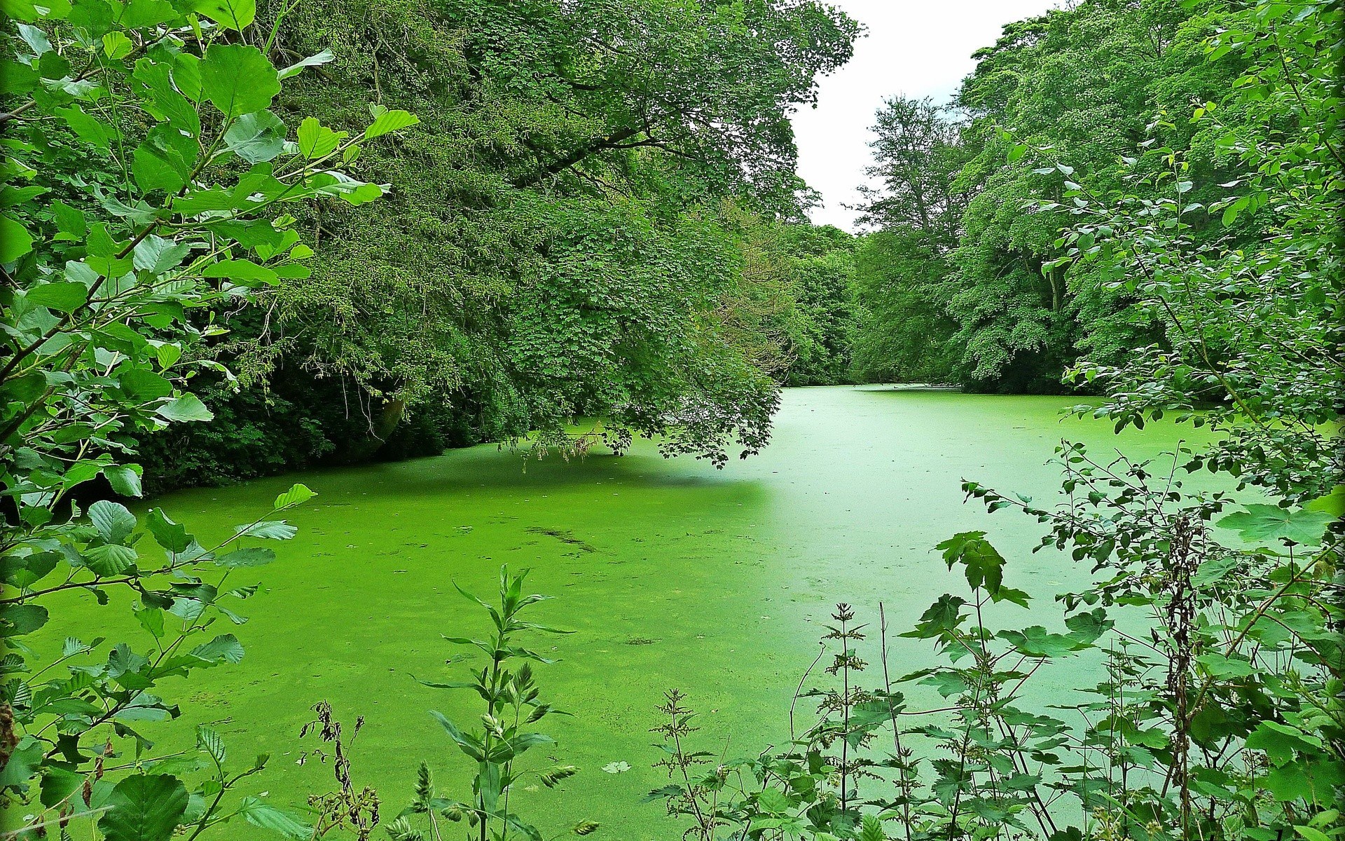 green pond in forest
