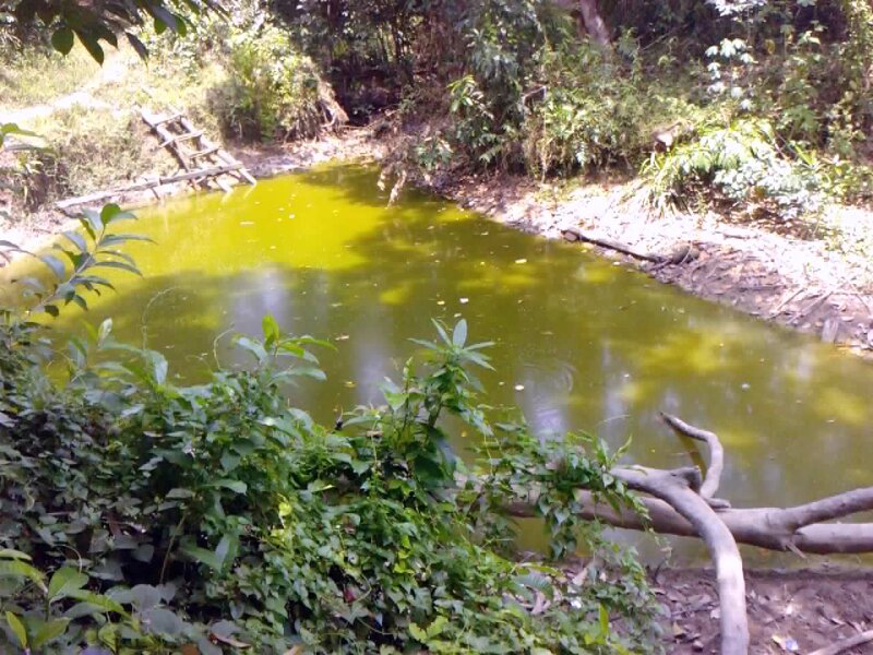Green Pond in Forest — Natural
