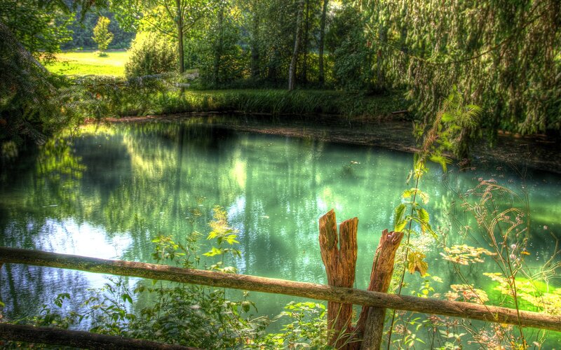 Green pond in forest