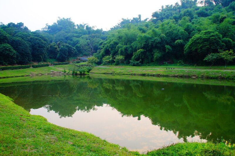 Green Pond in Park — Serene