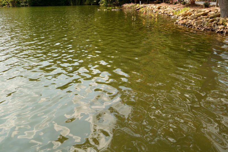 Green Pond Water