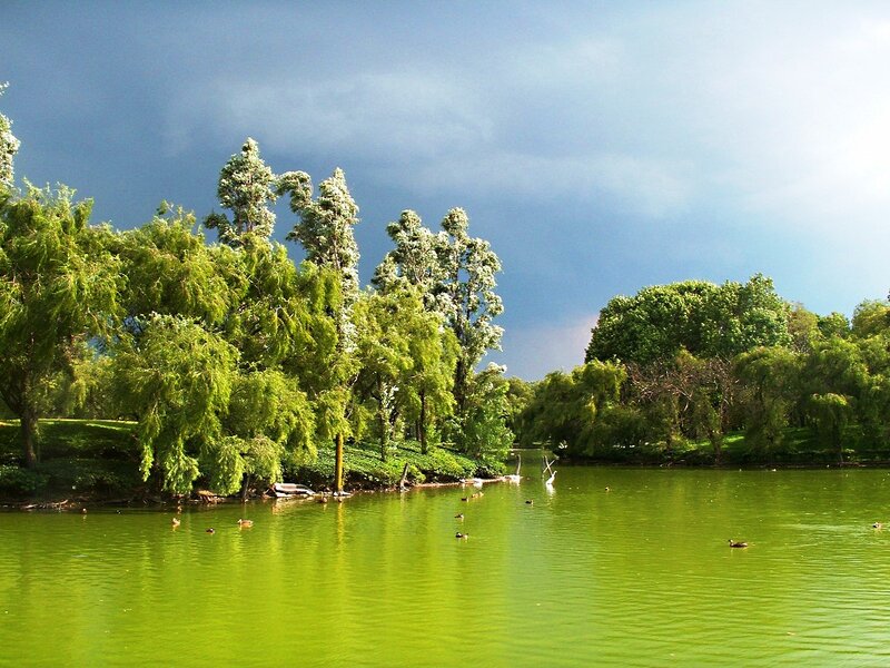 Green Pond with Ducks
