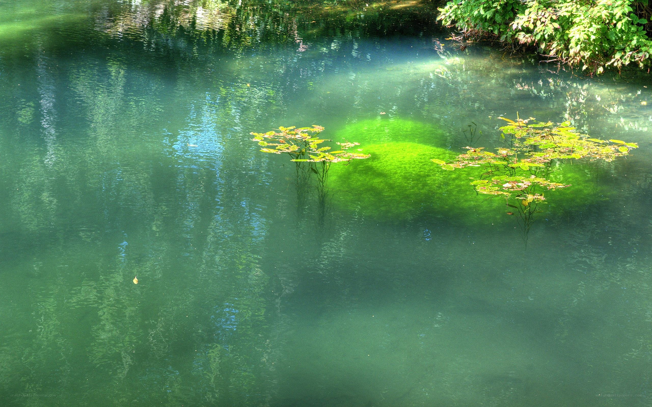 Green pond with lily pads