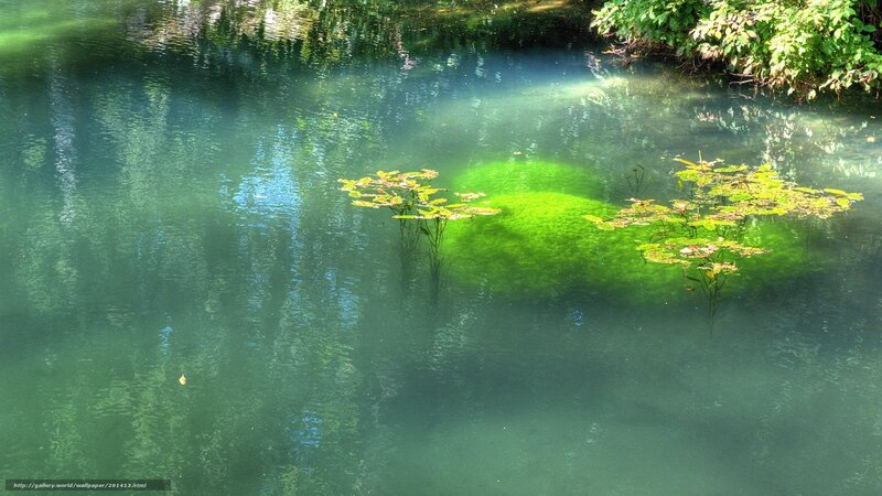 Green pond with lily pads
