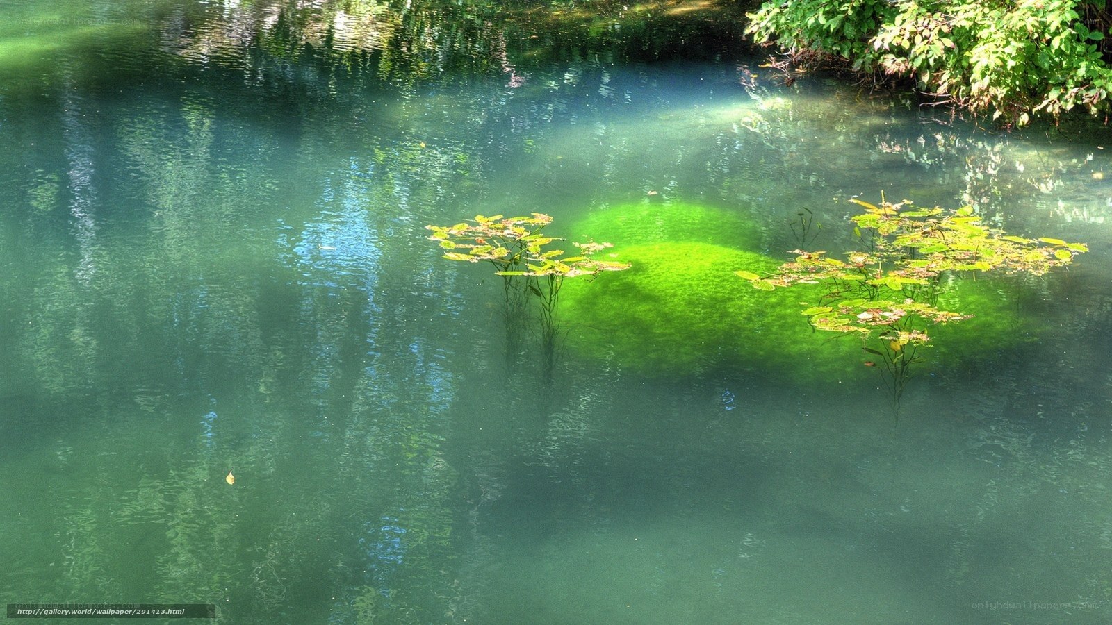 Green pond with lily pads