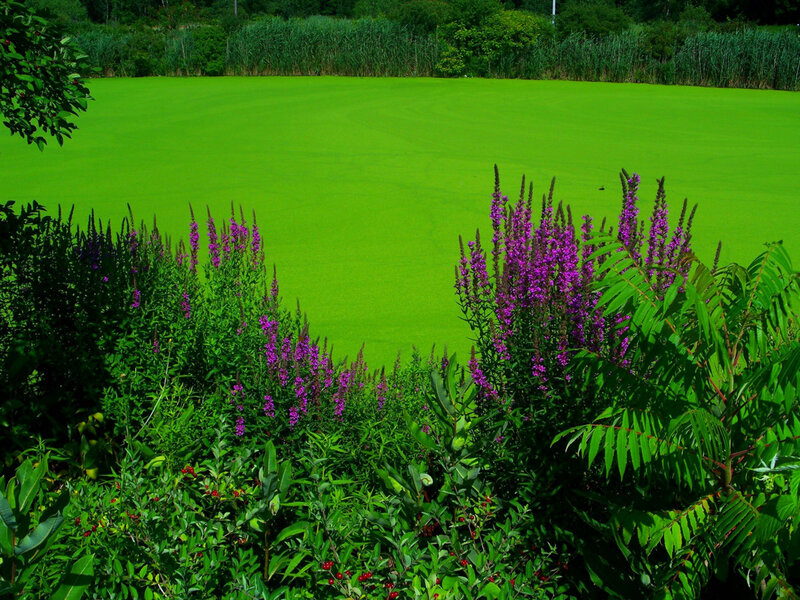 green pond with purple flowers