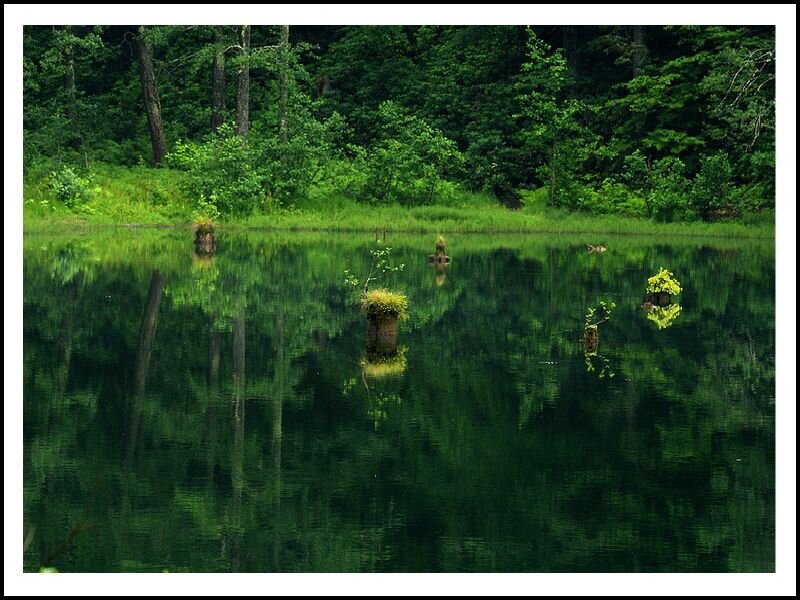 Green Pond with Stumps