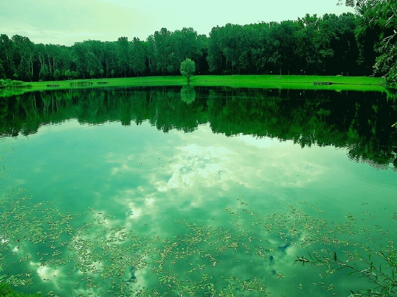 Green pond with tree reflection