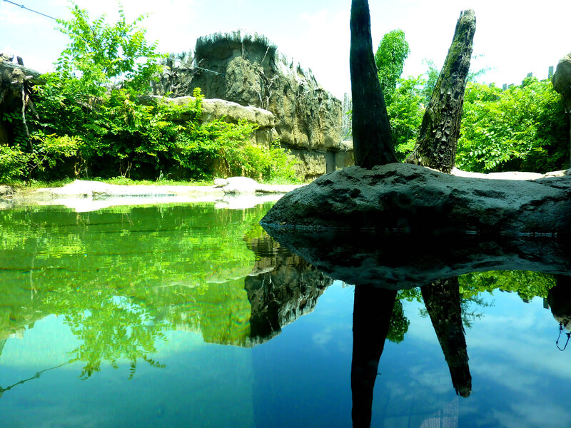 green pond with tree reflections