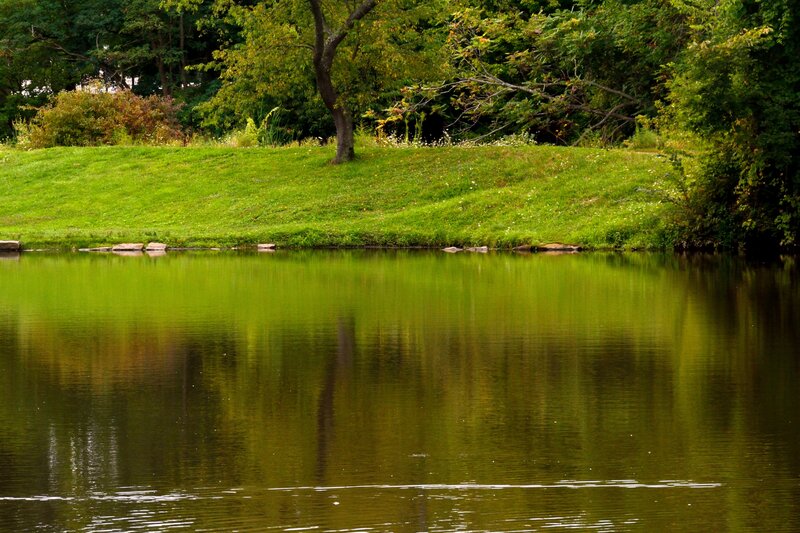 Green Pond with Trees