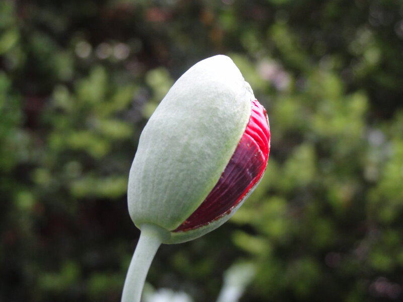 Green Poppy Bud — Calm