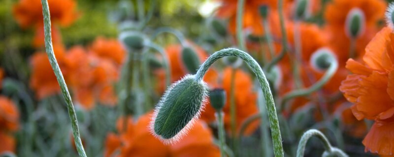 green poppy bud in field