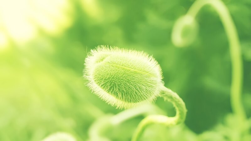 green poppy bud in sunlight