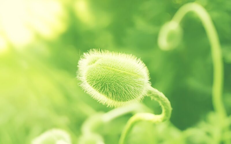 green poppy bud in sunlight