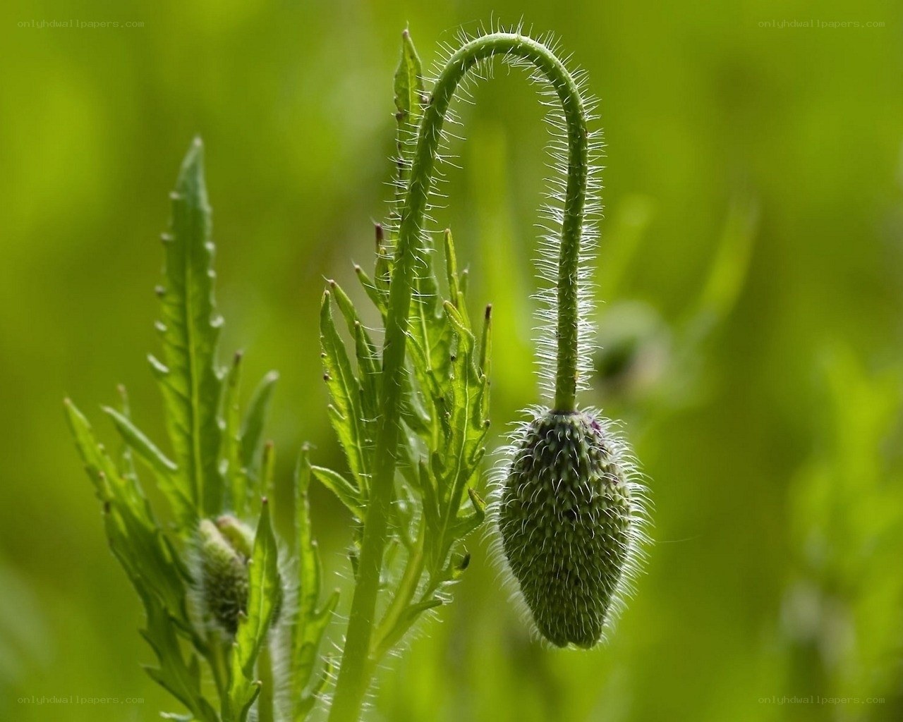 green poppy bud in sunlight