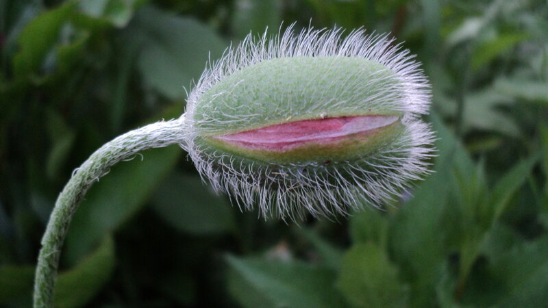 Green Poppy Bud — Natural, Photograph