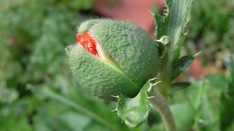 Green Poppy Bud — Natural