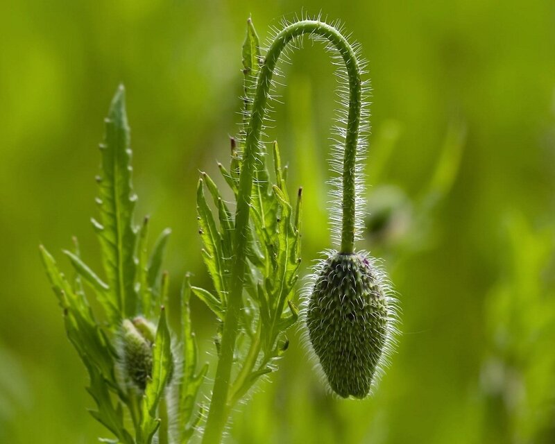 Green Poppy Bud — Serene, Spring