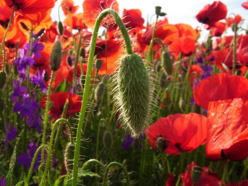 Green Poppy Bud