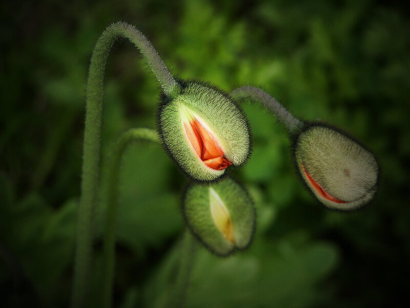 Green Poppy Buds