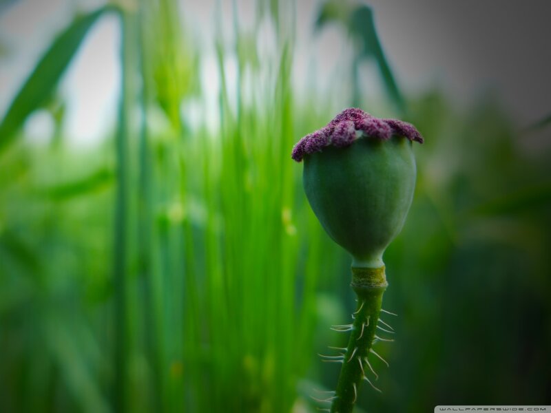Green Poppy Seed Pod — Natural