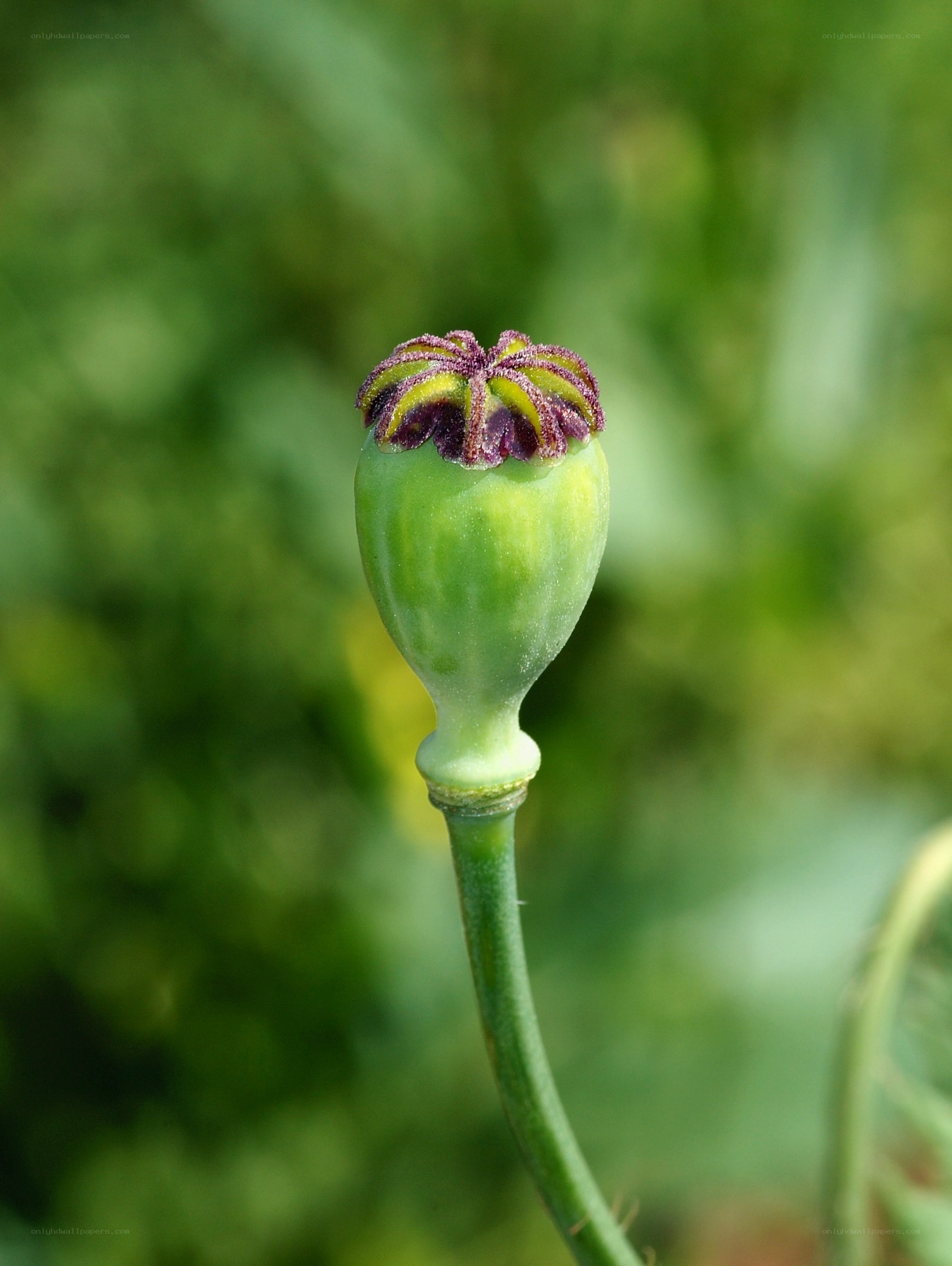 green poppy seed pod