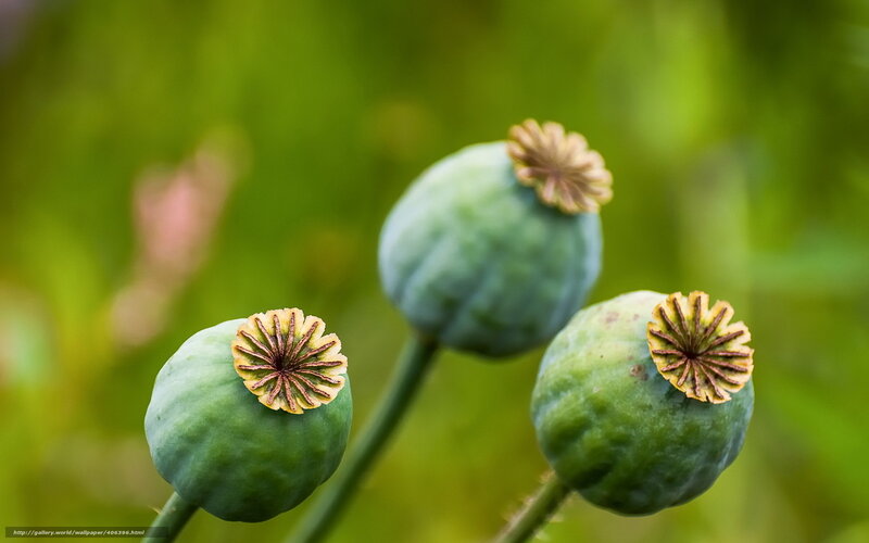 Green poppy seed pods