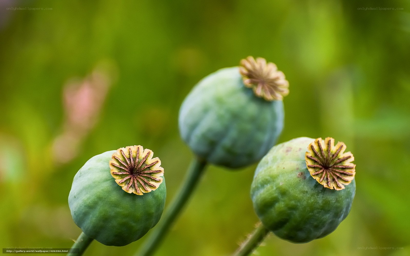 Green poppy seed pods