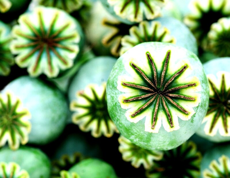 Green Poppy Seed Pods — Natural
