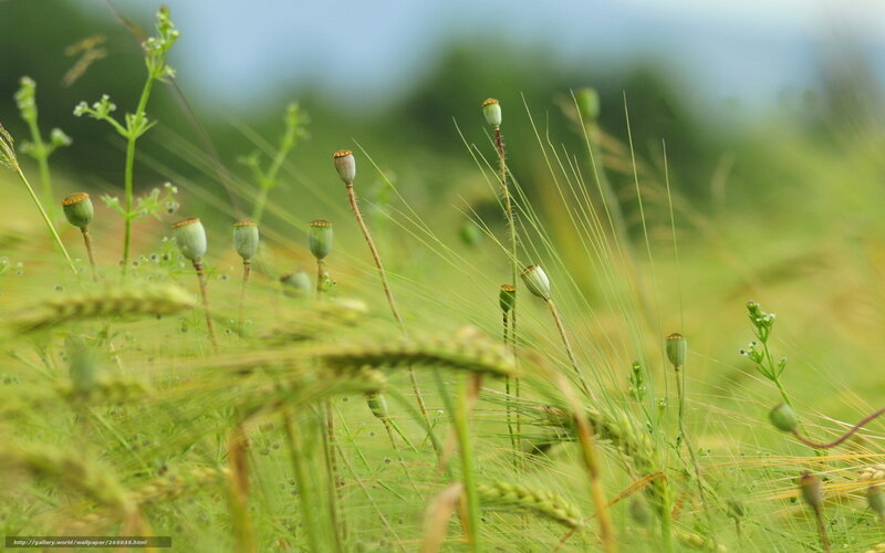 Green Poppy Seed Pods — Serene