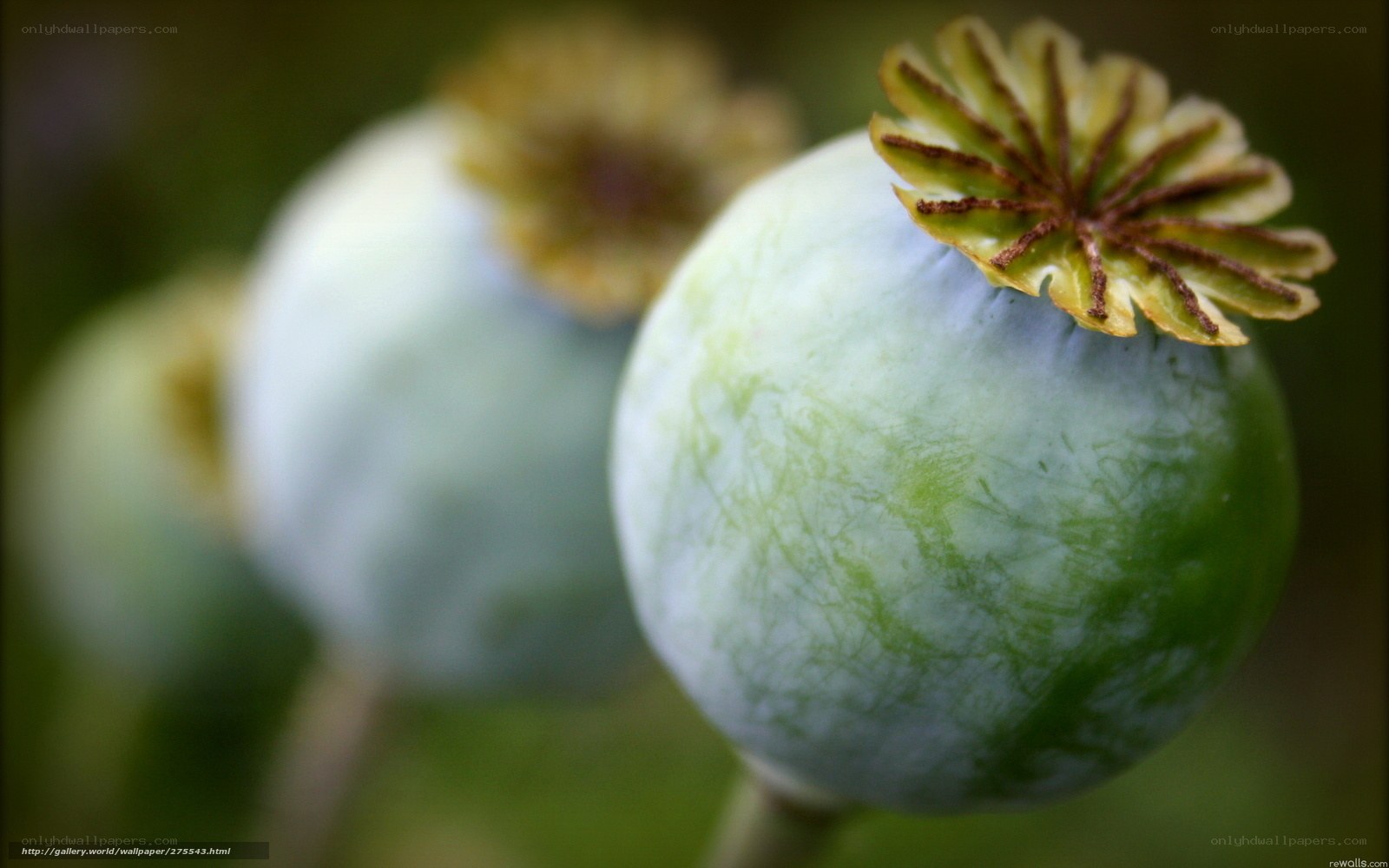 green poppy seed pods