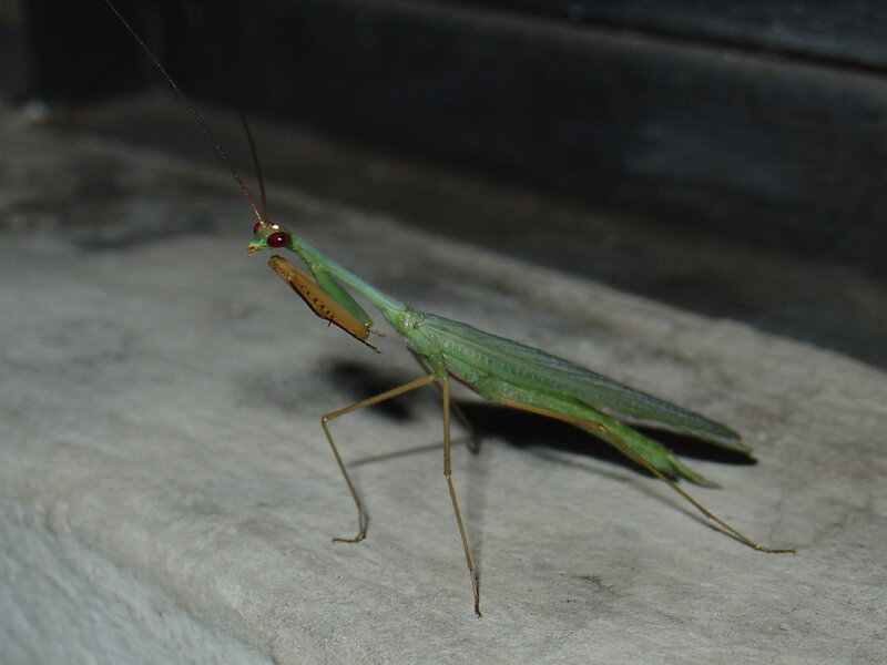 green praying mantis