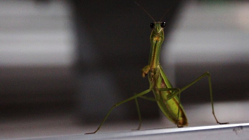 green praying mantis