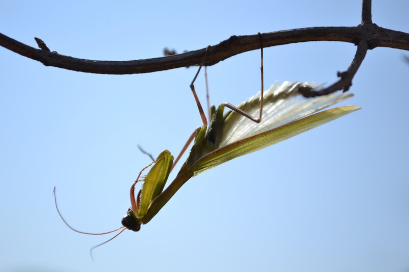 Green Praying Mantis — Calm, Afternoon, Photograph, Branch