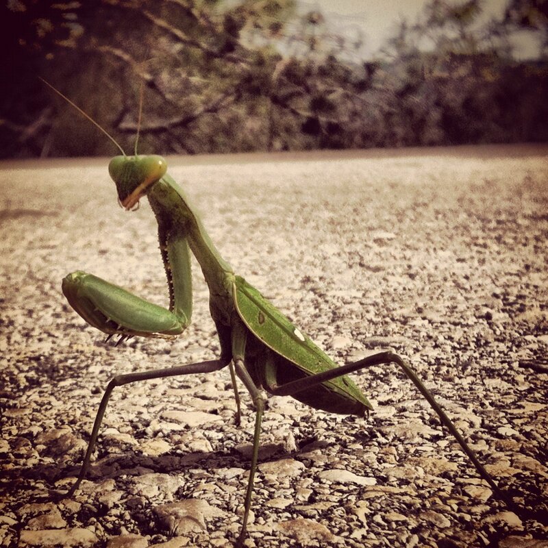 Green Praying Mantis — Calm, Afternoon, Photograph, Gravel