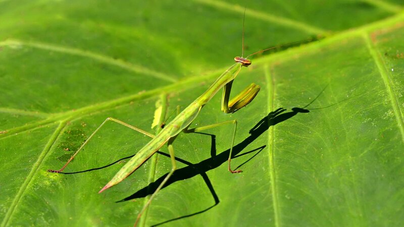 Green Praying Mantis — Calm, Afternoon, Photograph, Leaf