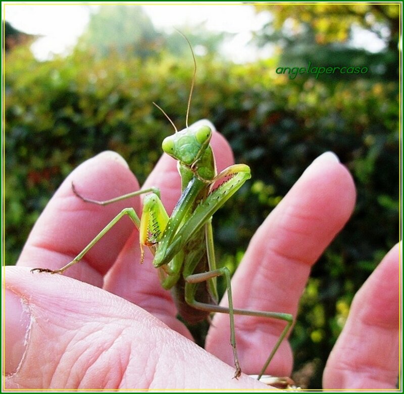 Green Praying Mantis — Calm, Afternoon, Photograph