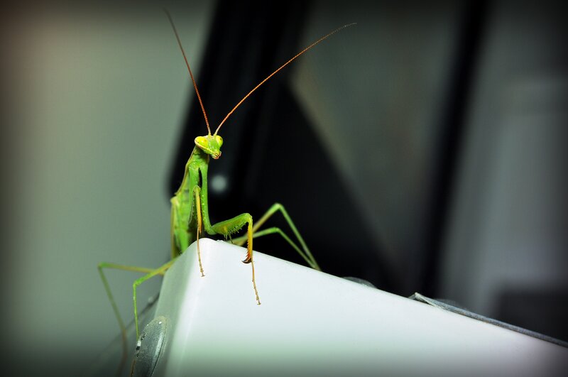 Green Praying Mantis — Calm, Photograph, Antennae, White Surface