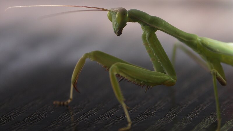 Green Praying Mantis — Calm, Photograph, Antennae, Wooden Surface