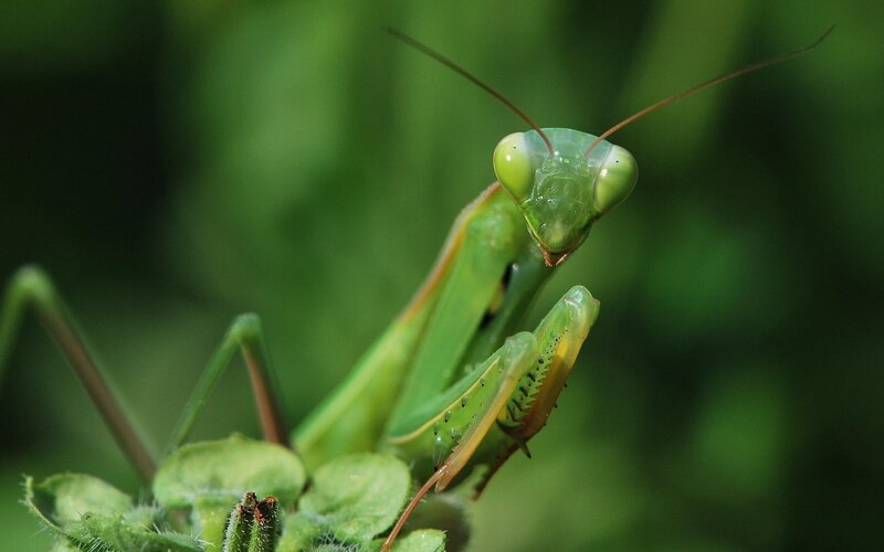 Green Praying Mantis — Calm, Photograph, Plant