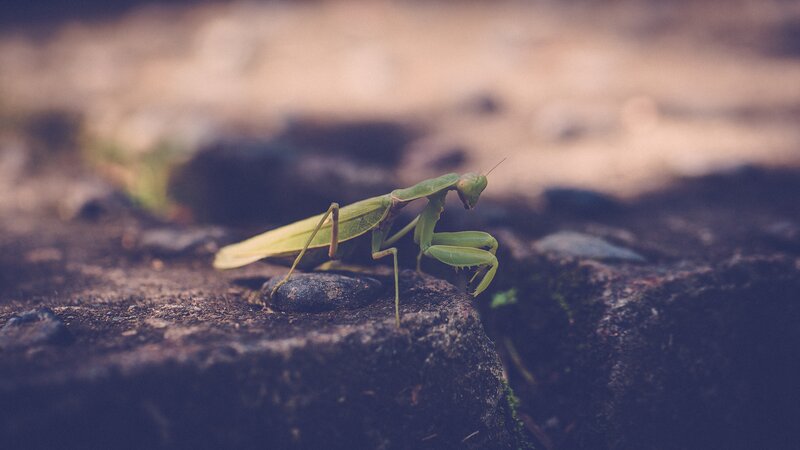 Green Praying Mantis — Calm, Photograph, Rock