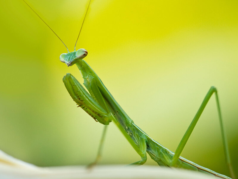Green Praying Mantis — Calm, Photograph