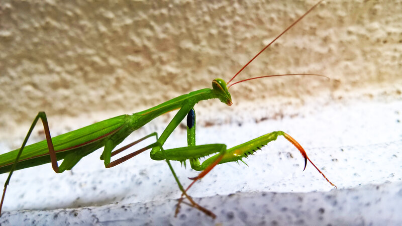 Green Praying Mantis — Calm, Photograph, Wall
