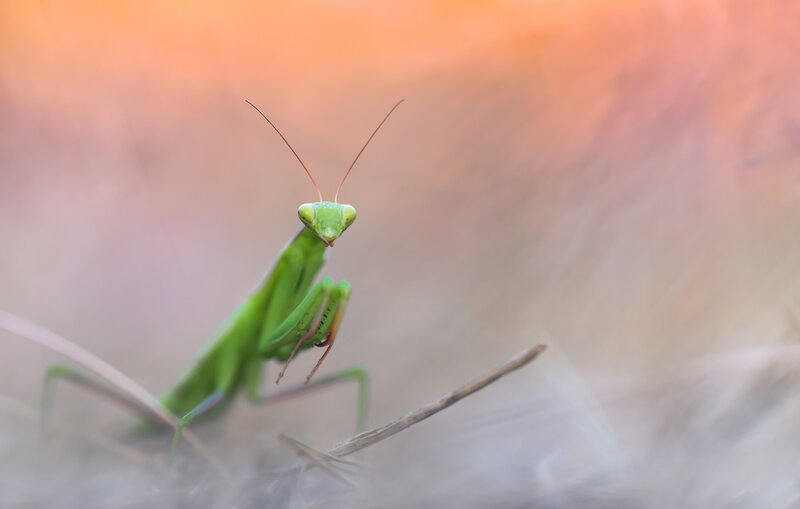 Green Praying Mantis — Calm, Sunset