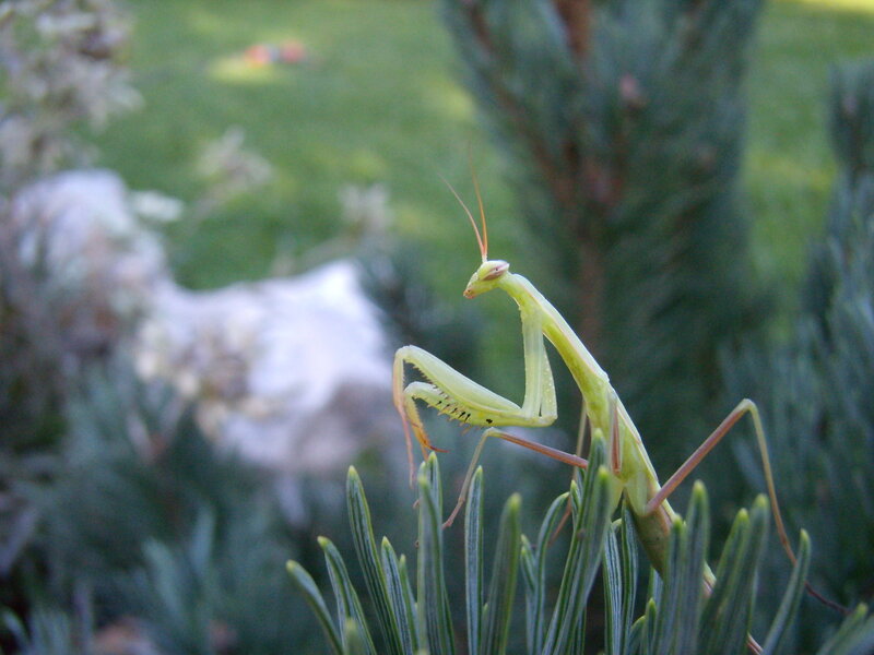 Green Praying Mantis — Calm