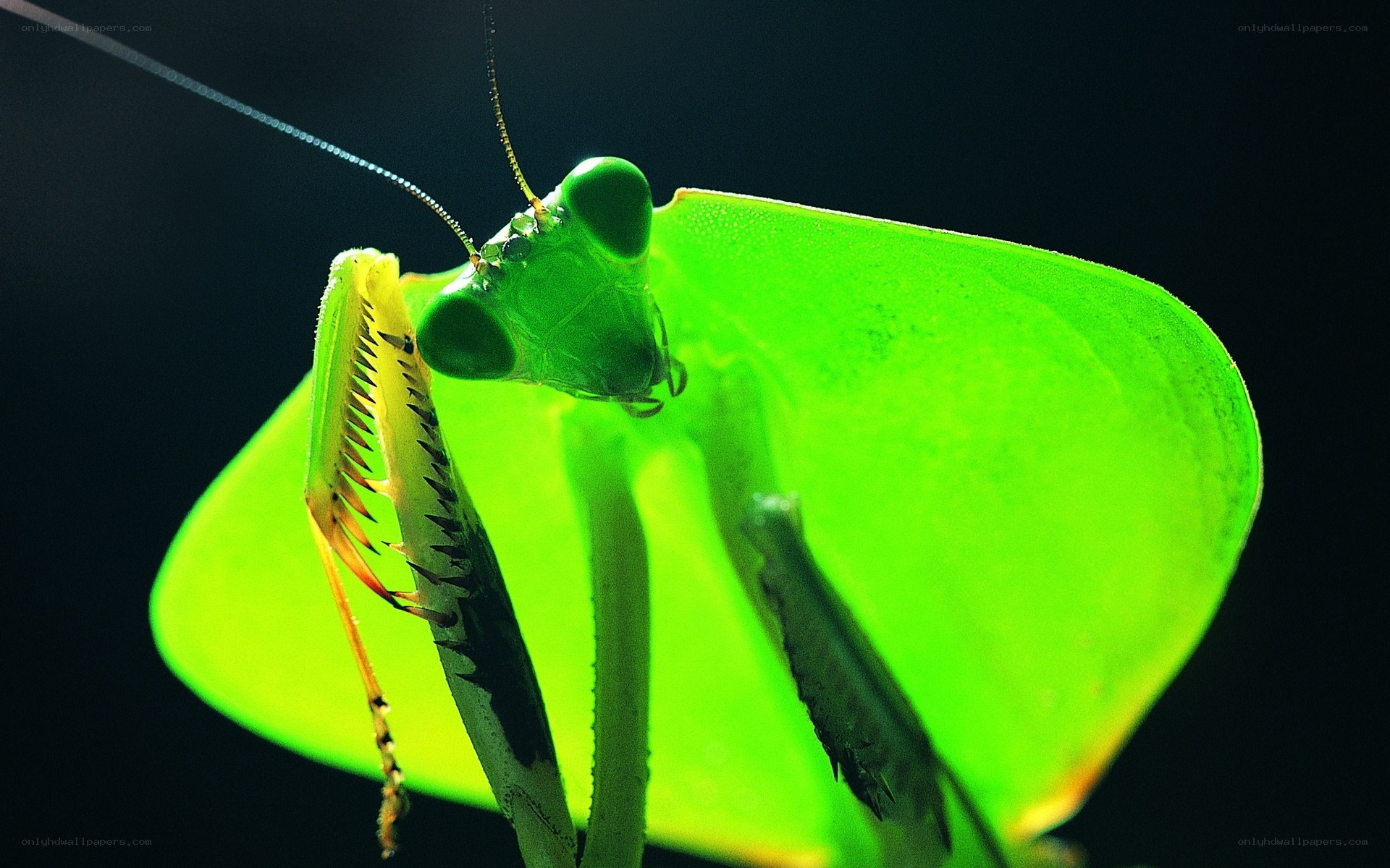 Green praying mantis close-up