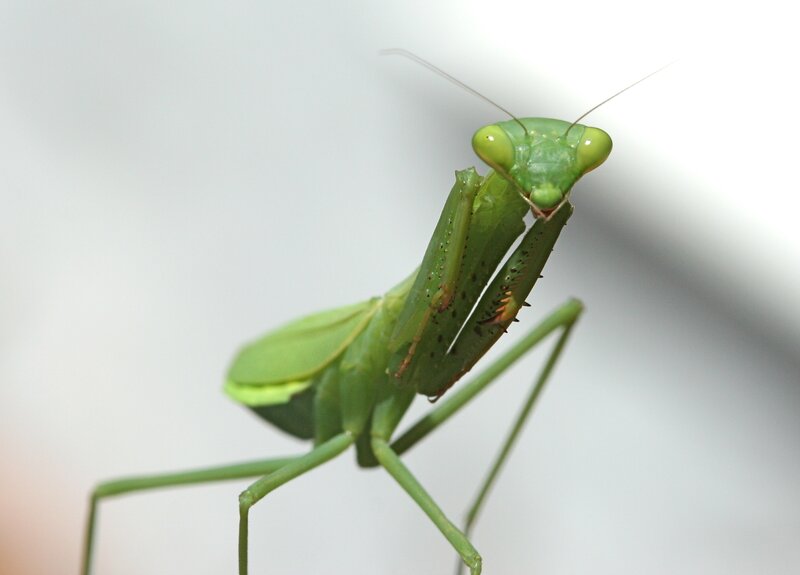 green praying mantis close-up