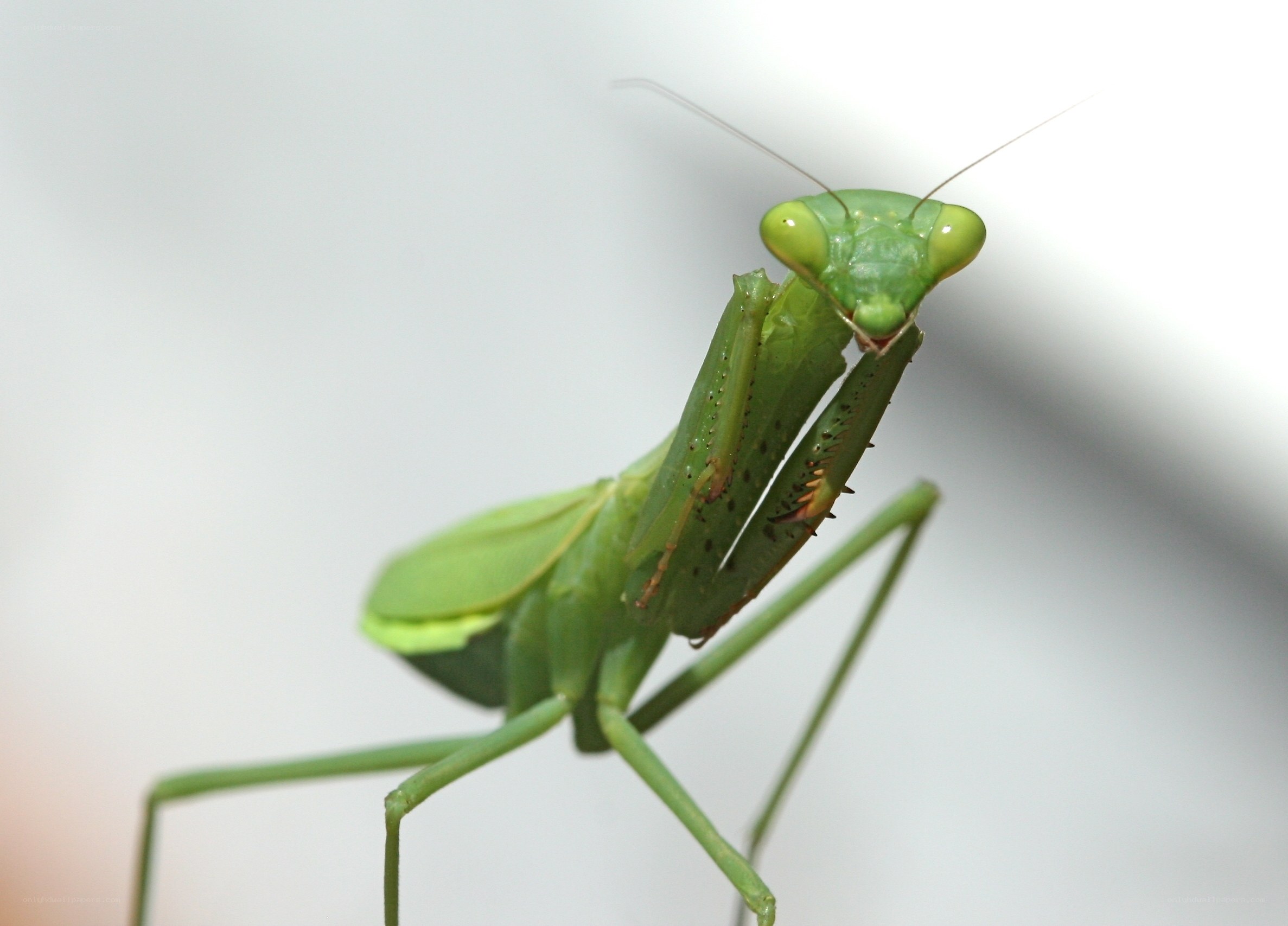 green praying mantis close-up