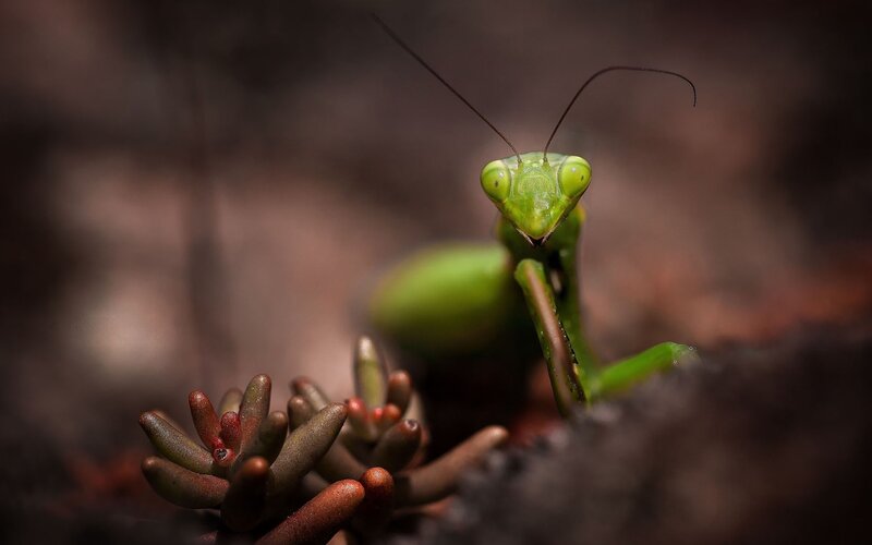 green praying mantis close-up